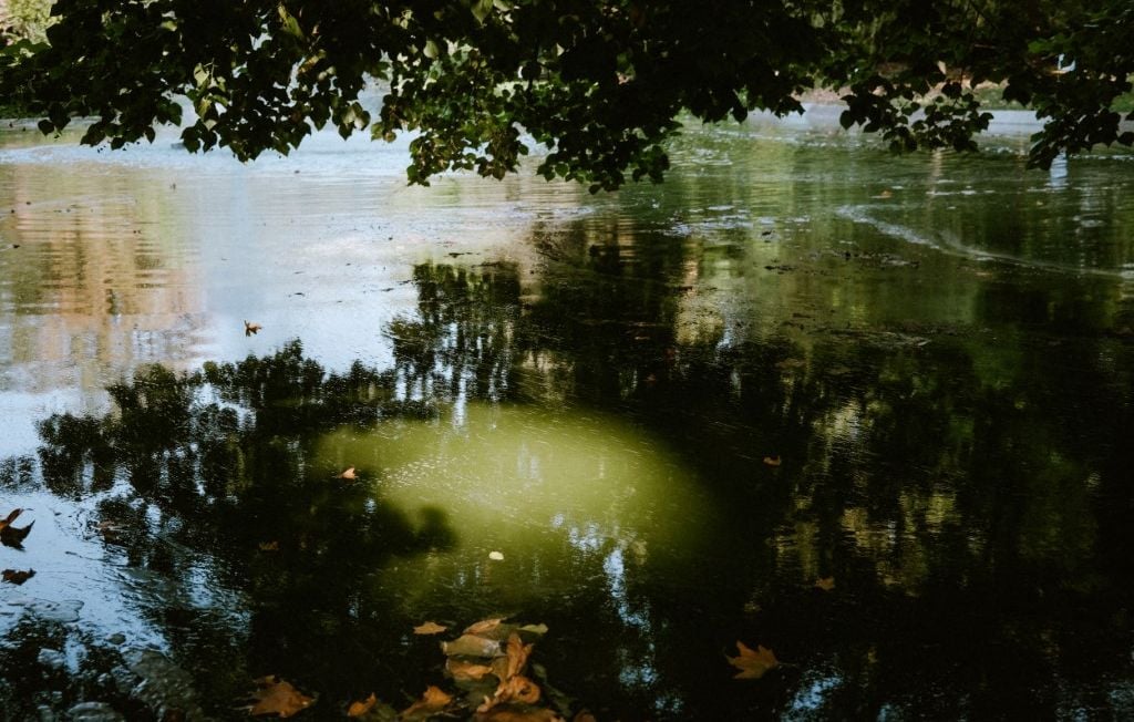 Con las olas de calor, ¿las algas verdiazules nos privarán de nadar en agua dulce? Con las olas de calor, ¿las algas verdiazules nos privarán de nadar en agua dulce?